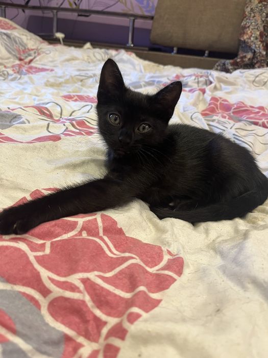 Отдадим Котят в добрые руки