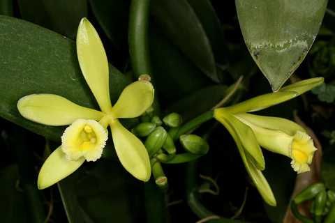 Sadzonka Wanilli - Vanilla Planifolia Tropikalna