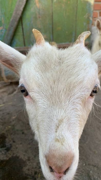 Дві білі кізоньки