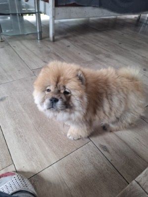 Suczka chow chow