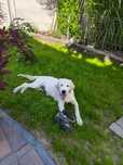 Golden retriever piesek