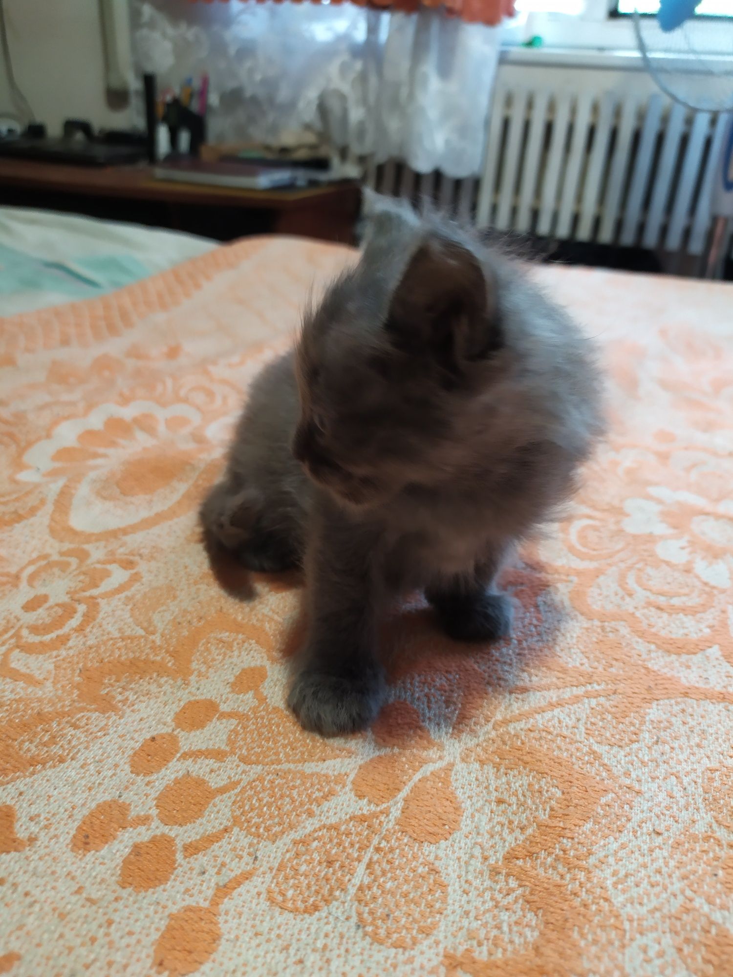 Отдам бесплатно котят