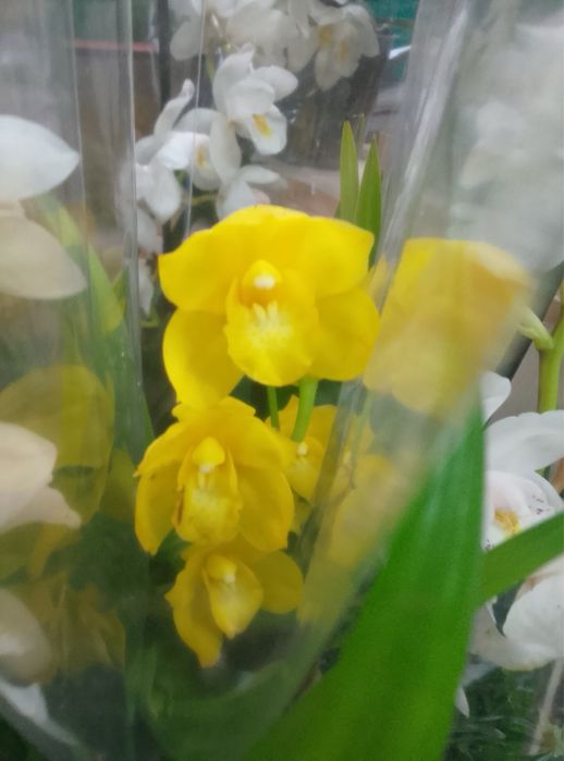 Цимбідіум,орхідеї