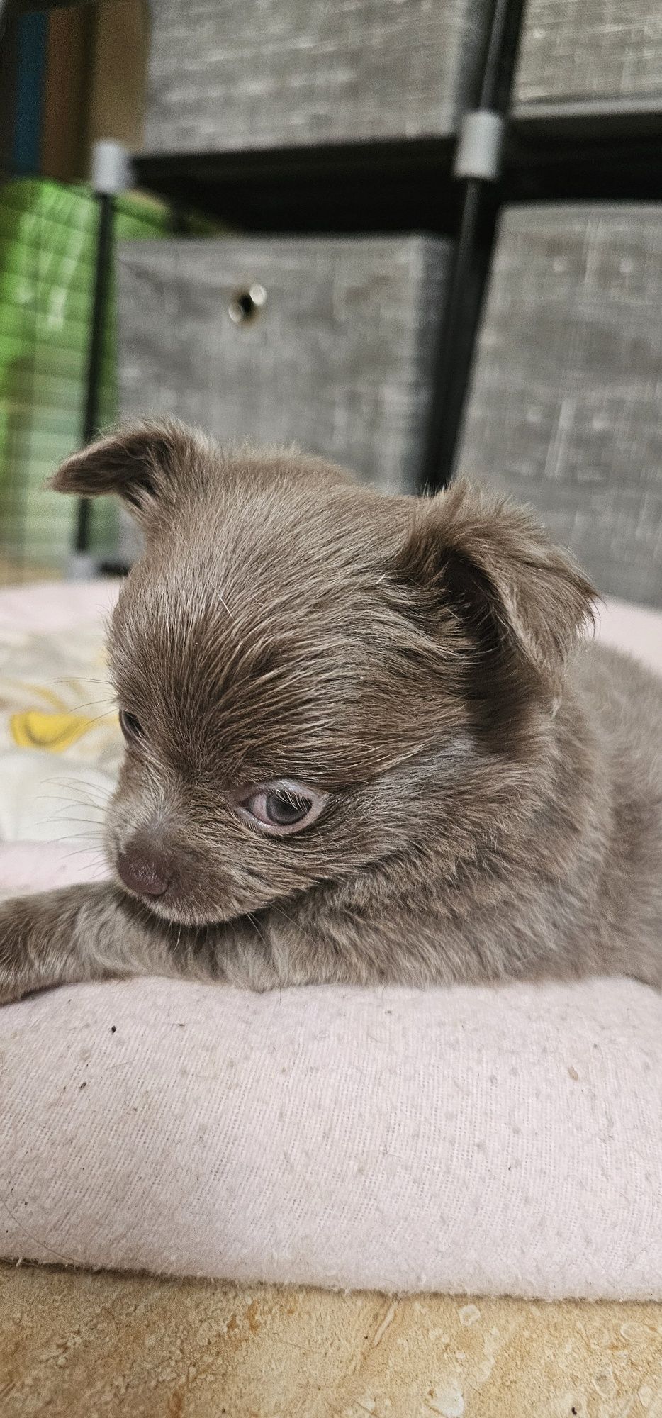 Chihuahua długowłosy błękitny