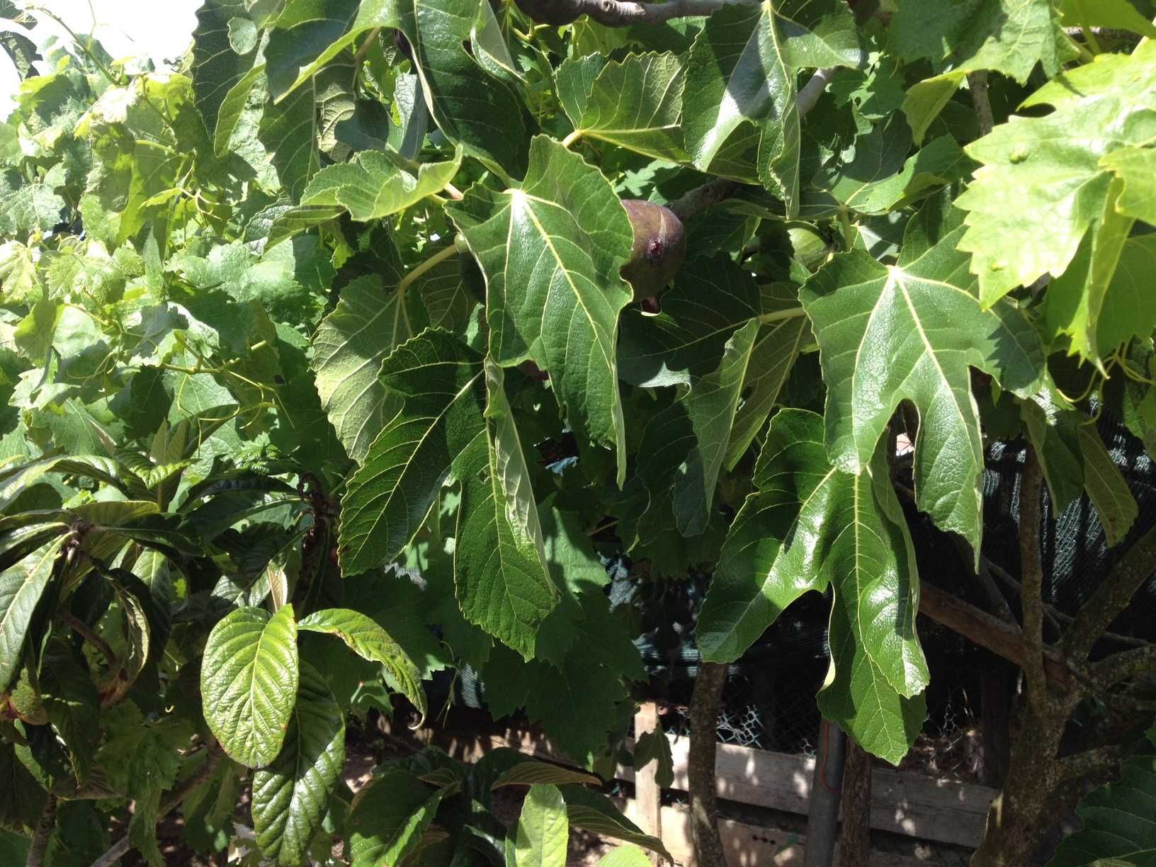 Aluga-se Quinta de produção agrícola - 2 Hectares - em PLENA produção