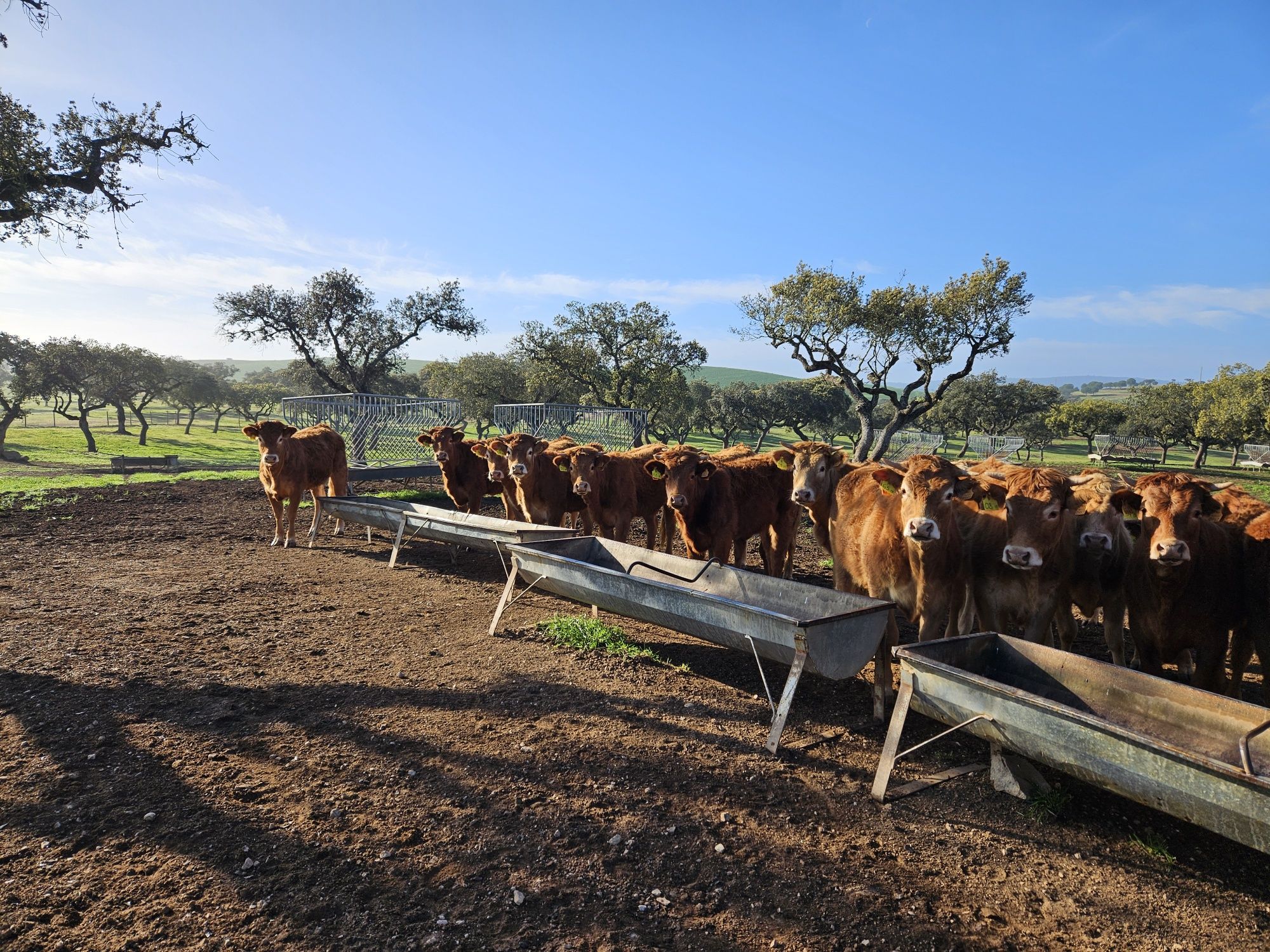 26 Vacas novilhas para venda, em produção biológica cruzado limousine