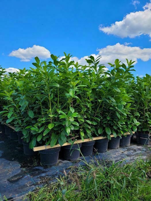 Promocja! Laurowiśnia wschodnia Novita 120cm! DARMOWA DOSTAWA!!!