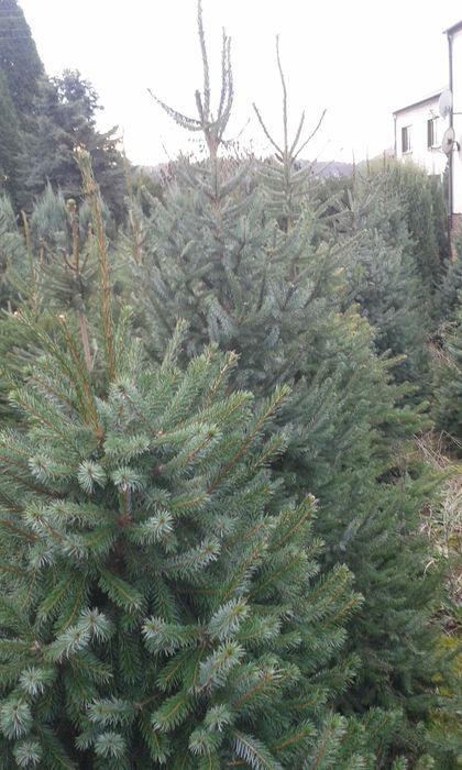 Choinki Żywe Jodła kaukaska hurt--detal