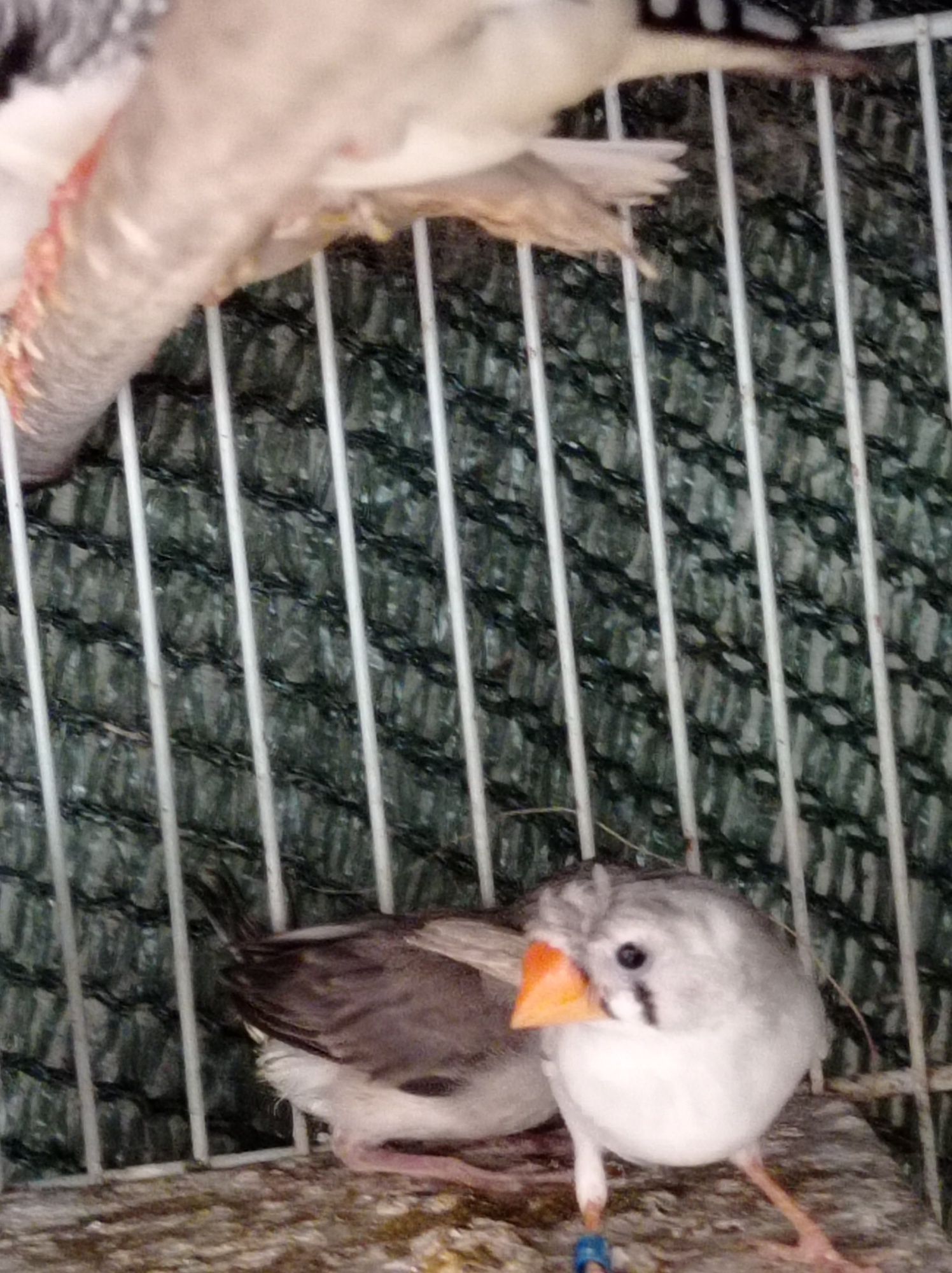 Mandarins de poupa e normais