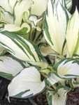 FUNKIA HOSTA 'Fire&Ice' Ogień i lód