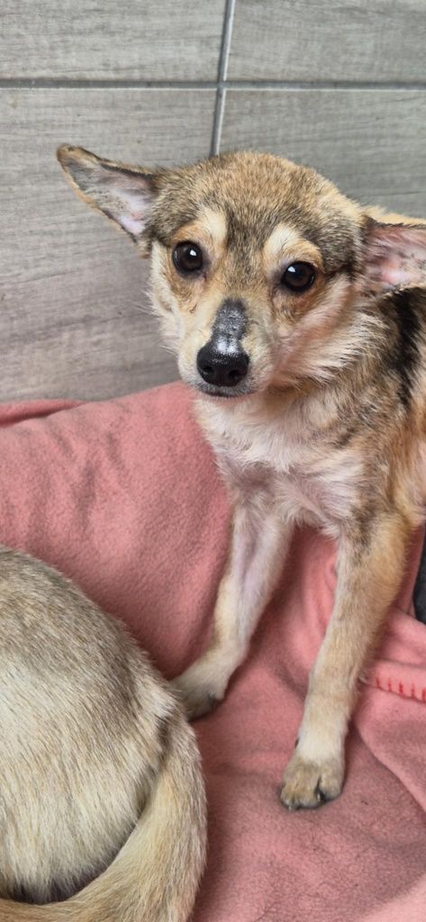 Maleńka, kruszynka do adopcji