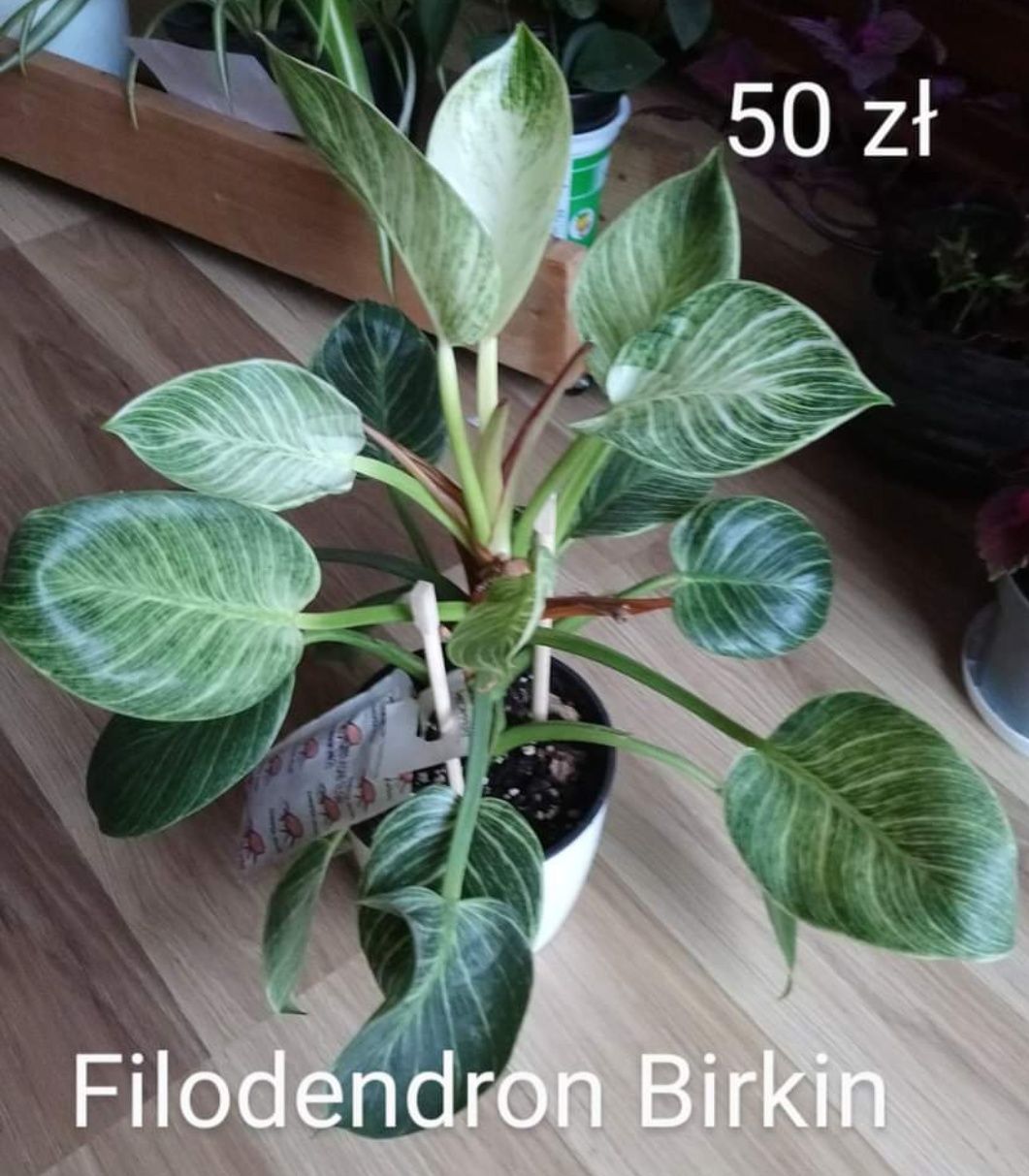 Filodendron Birkin 60 zł