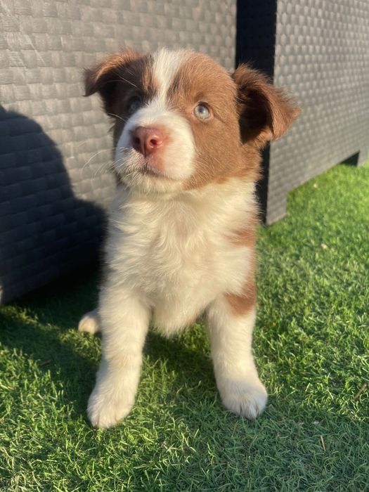Border collie 2 meses
