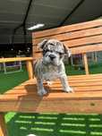 Bulldog Francês Merle Macho - Lex Pet Shop