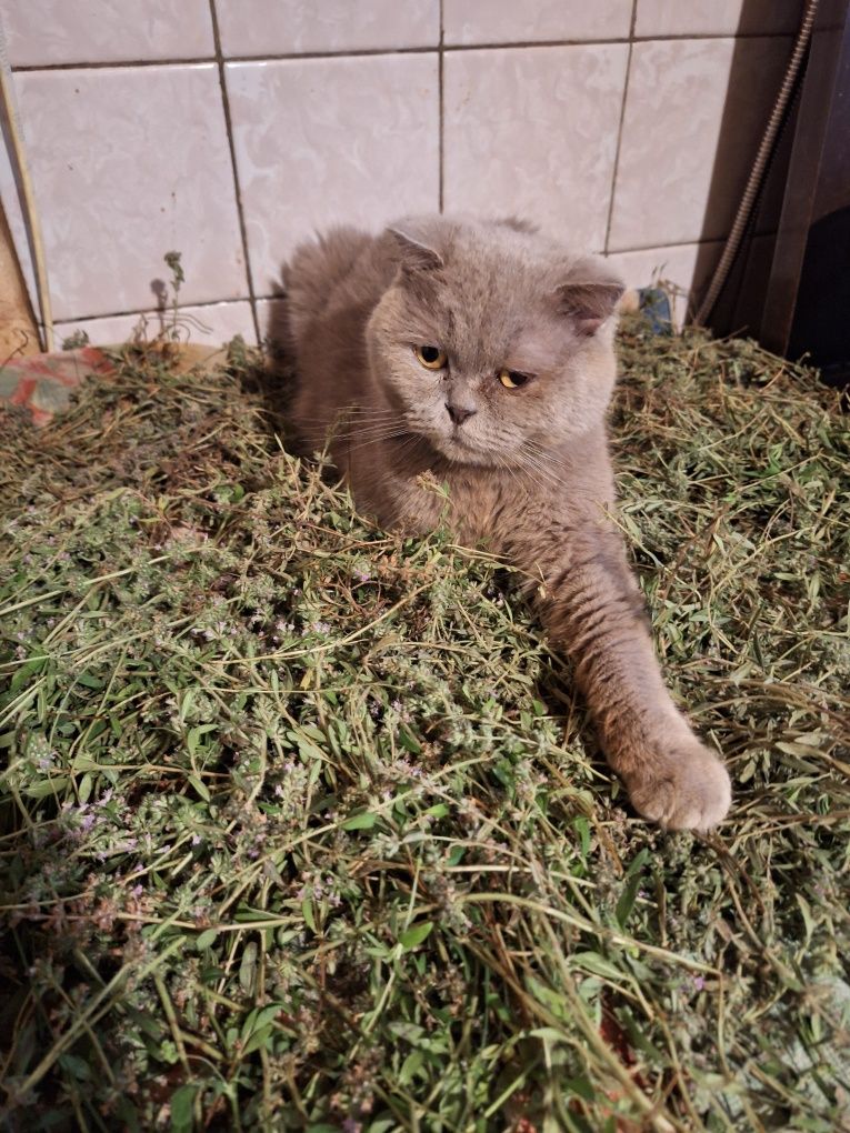 Кошка  в добрые руки