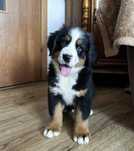 Bouvier Bernois disponível