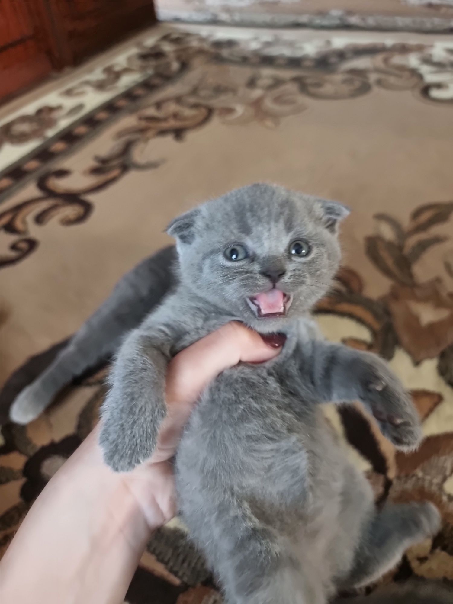 Кошенята Британські та шотландські!