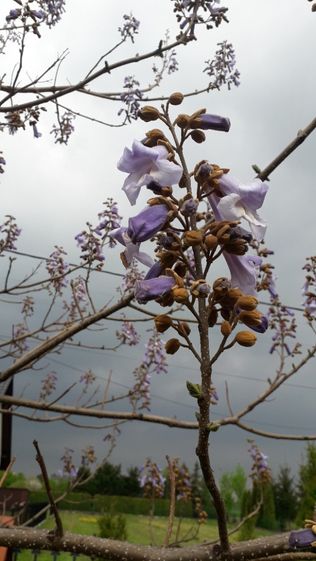 Cesarskie drzewko szczęścia - Paulownia - nasiona