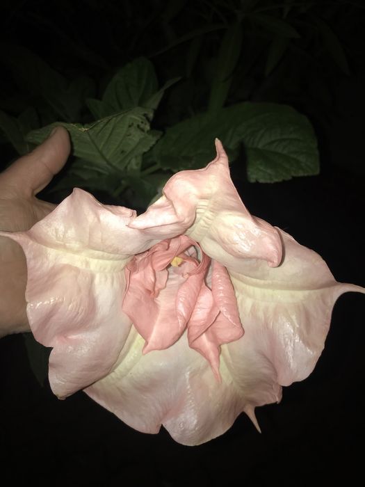 Datura - burgmansja 25  Nasionka mix