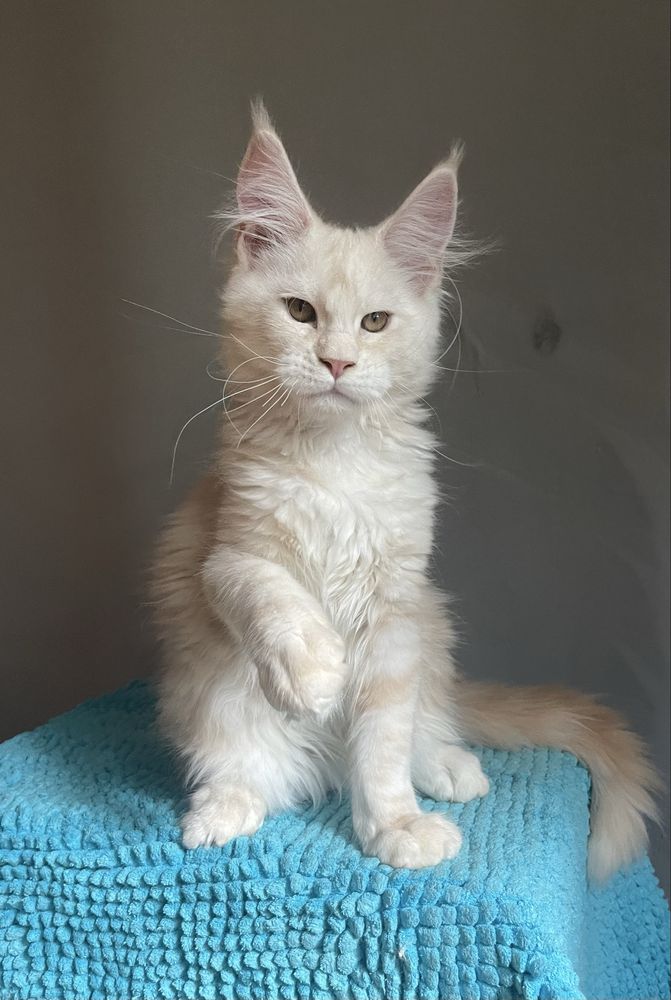 Мей-кун котенок