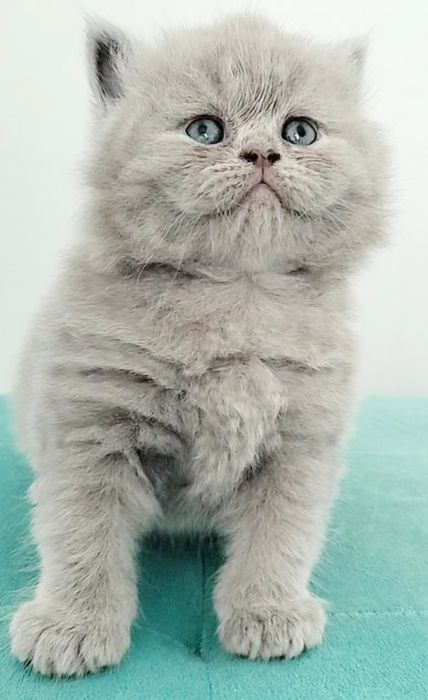 Fêmea British Longhair lilac