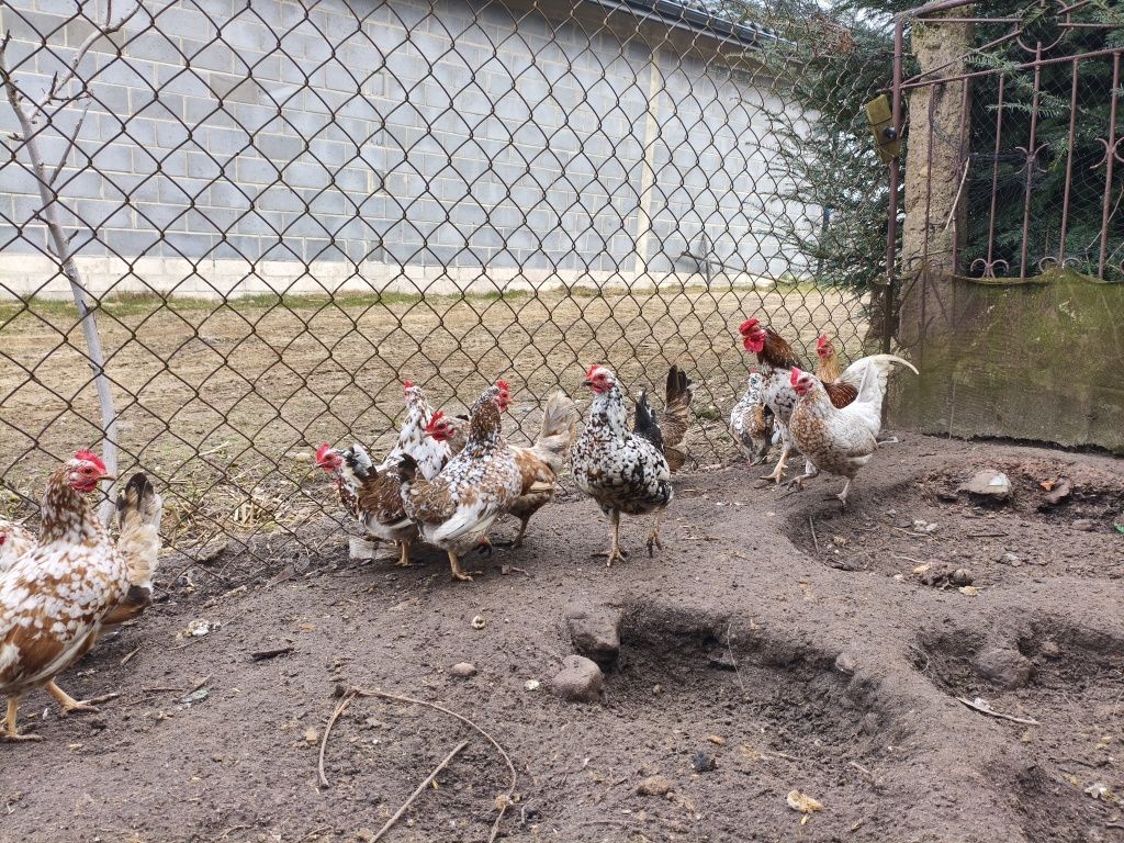 Jajka Lęgowe Liliputki Cwergi