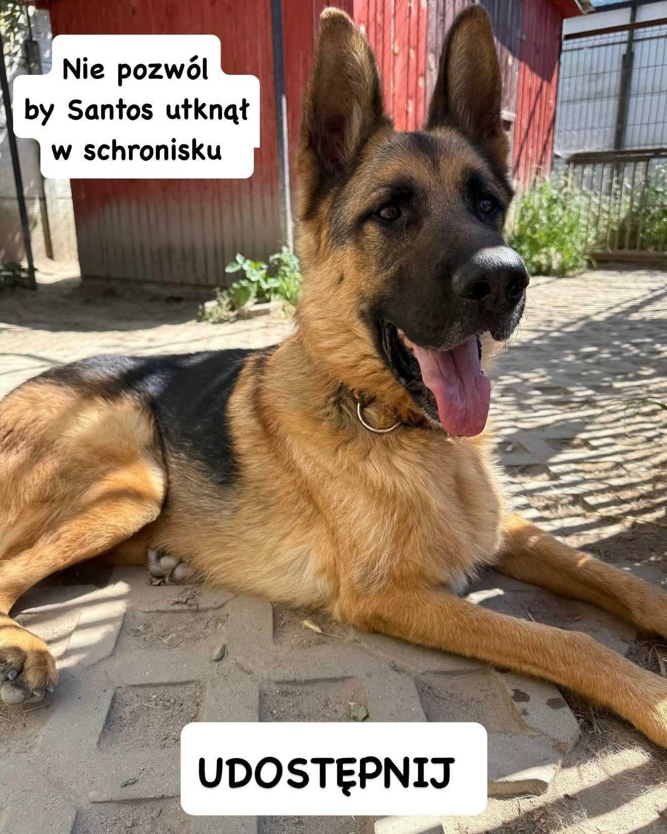 Santos ok 2,5 let pies w typ.owczarka czeka na adopcję Korabiewice
