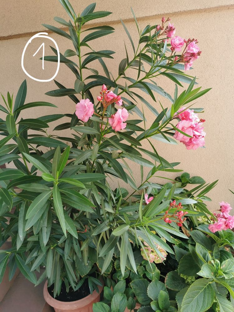 Oleander rozario