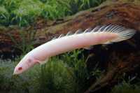 Wielopłetwiec senegalski albino - Polypterus senegalus. Cetarius