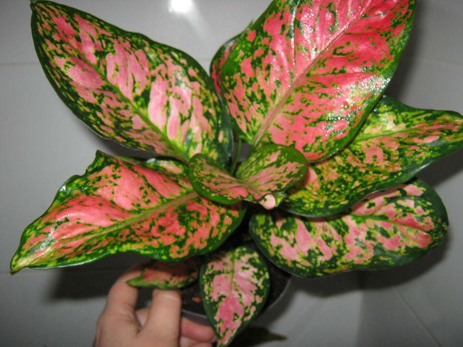 аглаонема калатея филодендрон алоказия разные сорта детки от 100грн