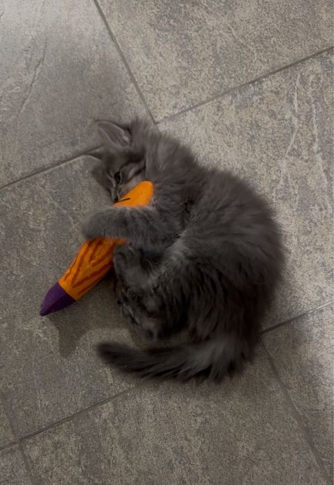 Мейн-Кун Мальчик с Гривой Blue Silver Tabby ,котята