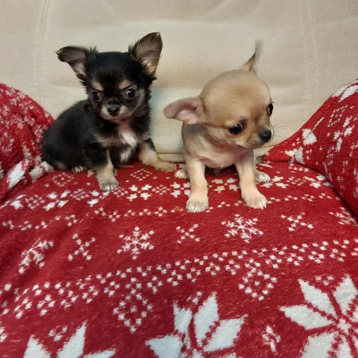 Śliczny chihuahua z rodowodem