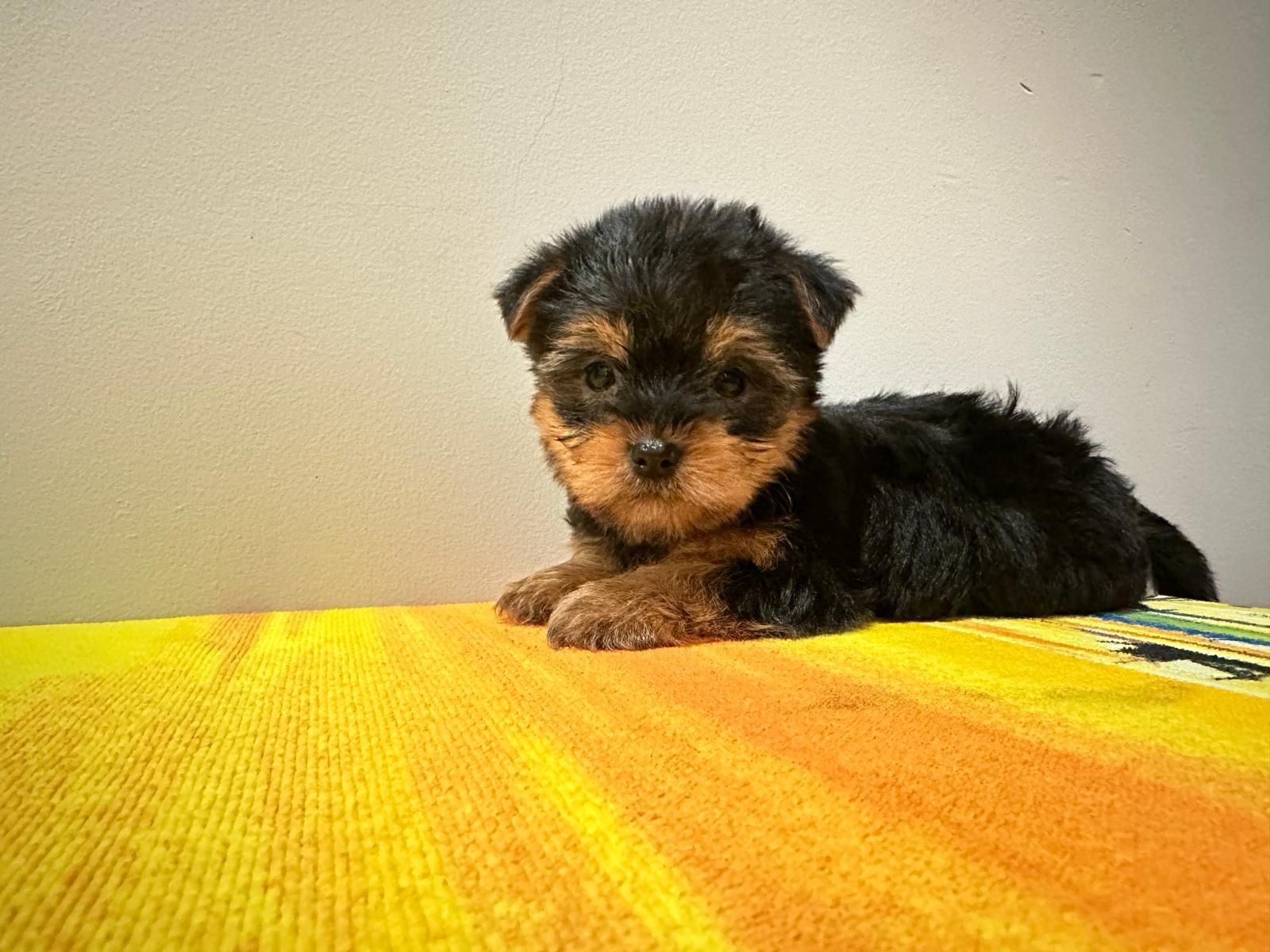 Yorkshire terrier miniatura  macho