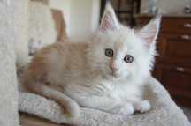 kocurek  Maine Coon - rodowód FPL/ FIFE - przed końcem wakacji