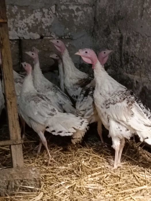 Indyki młode własny chów