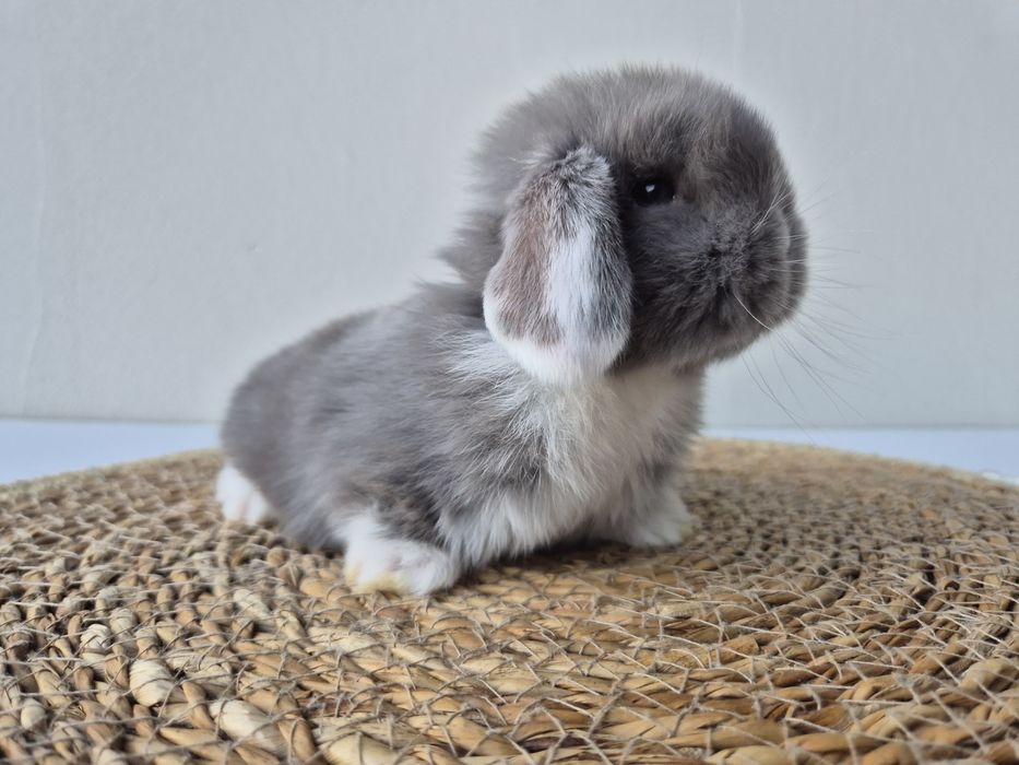 Królik Mini -Lop