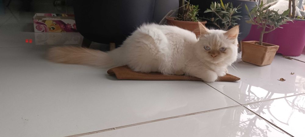 Kot perski kocur oddam