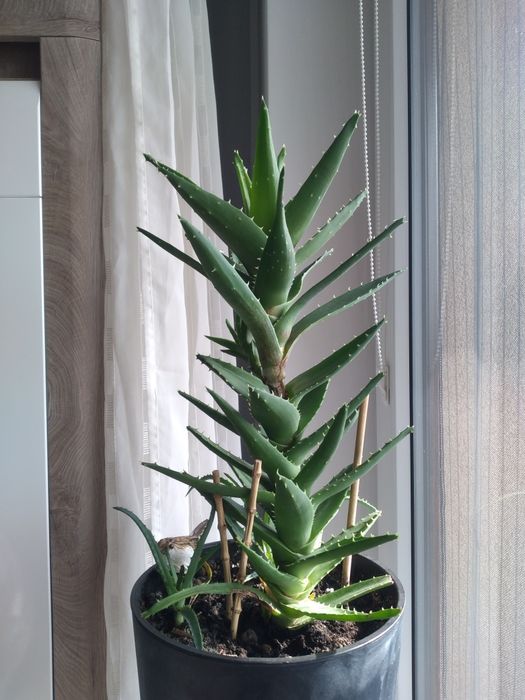 Kwiat doniczkowy aloes wysoki. Razem z korzeniem ok.60 cm+ małe aloesy
