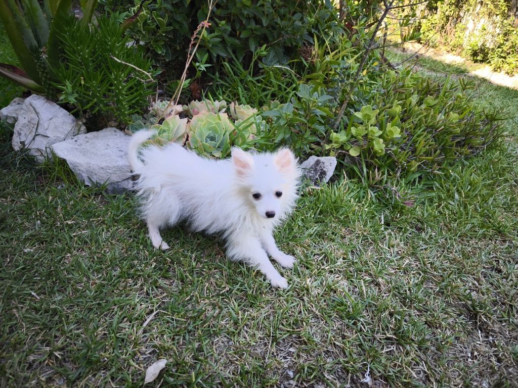 Spitz alemão anão fêmea Lulu da Pomerânia criado em ambiente familiar
