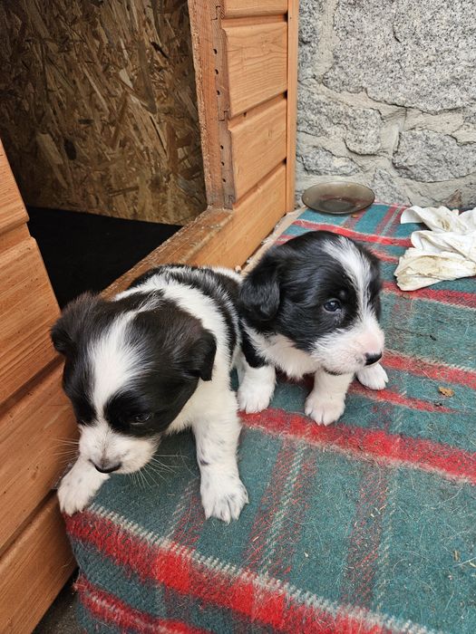 Odam pieski w dobre ręce