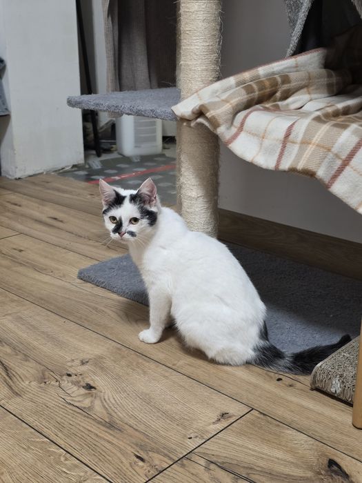 Piękna kotka Śnieżka do adopcji 3 miesiące