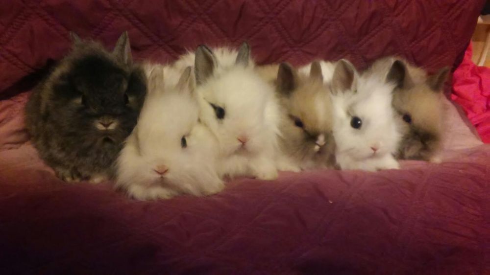 Карликовые декоративные миниатюрные кролики