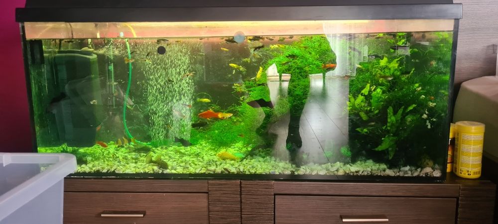 Akwarium 180l z życiem ( glupiki / pawie oczka molinezje mieczyki