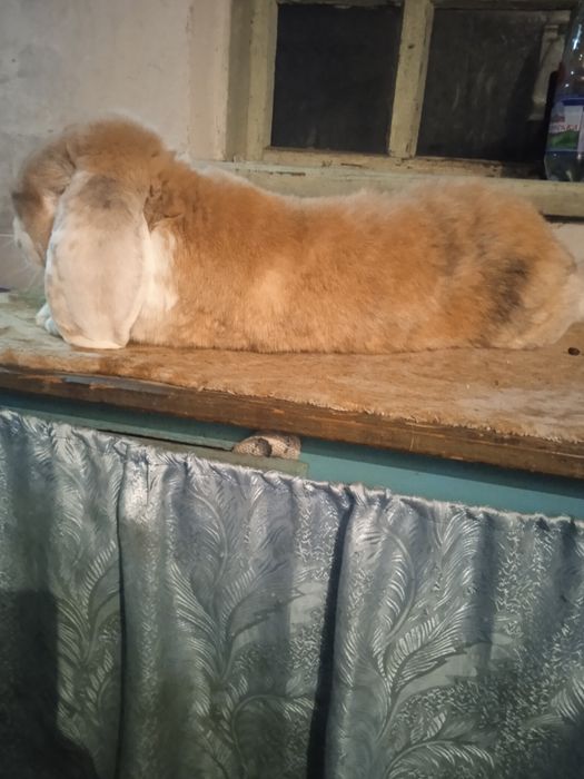 Продам кроля порода французький баран