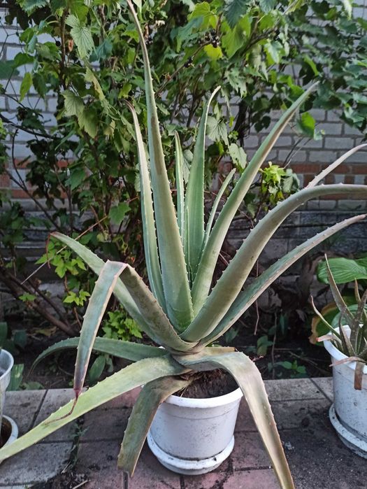 Алое Вера по ціні вазонів