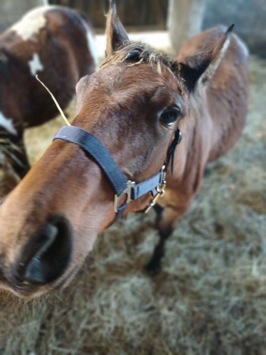 Ogierek, odsadek, ogier, źrebak, wałach, Koń,klacz Pilnie sprzedam