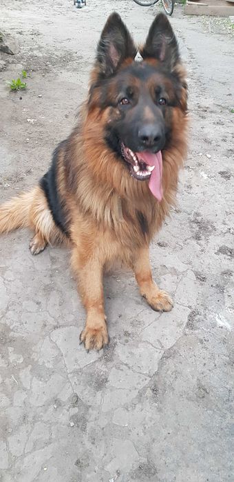 Німецька вівчарка в'язка.