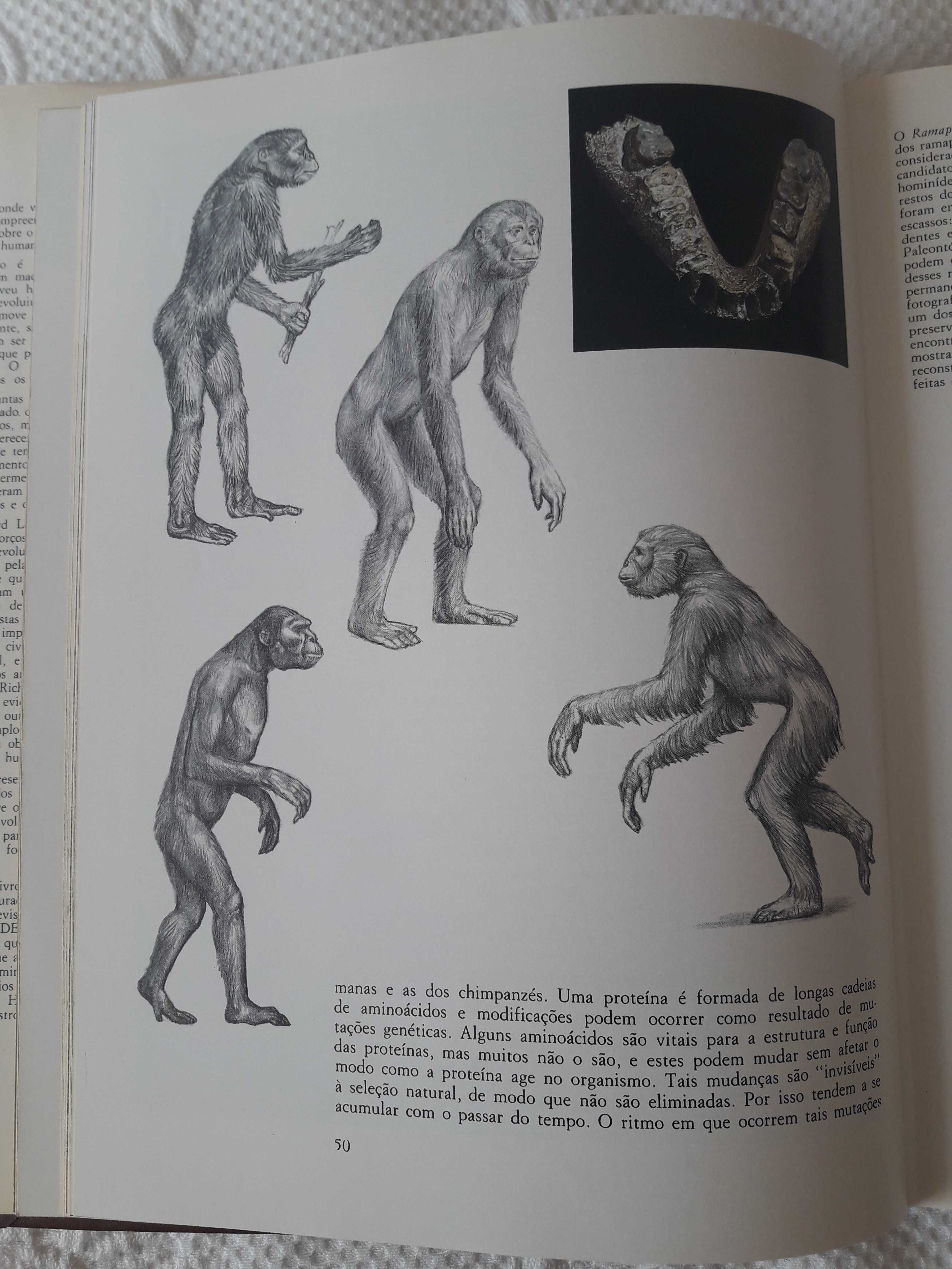 A evolução da humanidade