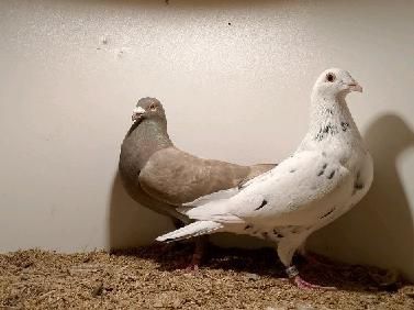 Gołębie pocztowe młode stipper brown almond