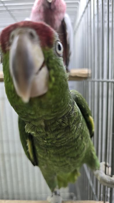 Papagaio viridigenalis